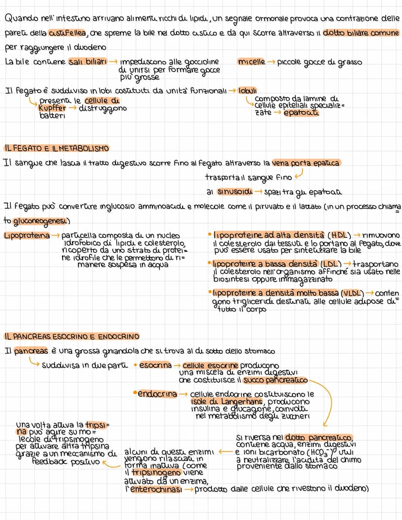 L'organissazione dell'apparates digerente
DAL CIBO AI NUTRIENTI
L'apparato digerente fornisce all'organismo futu i nutrienti di cui ha bisog