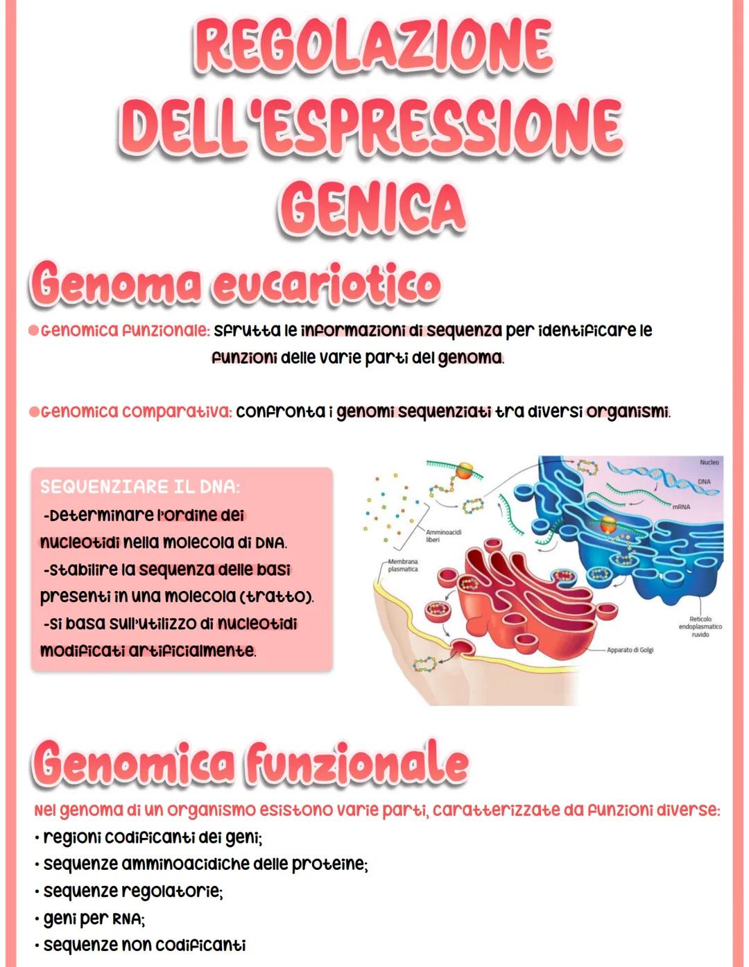 # REGOLAZIONE

# DELL'ESPRESSIONE

# GENICA

## Genoma eucariotico

@Genomica funzionale: sfrutta le informazioni di sequenza per identifica