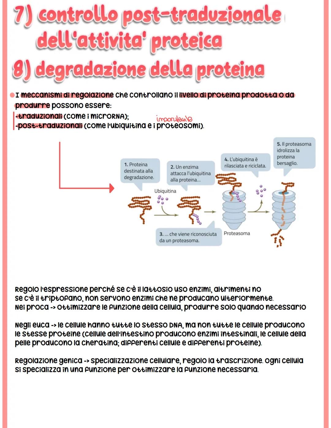 # REGOLAZIONE

# DELL'ESPRESSIONE

# GENICA

## Genoma eucariotico

@Genomica funzionale: sfrutta le informazioni di sequenza per identifica