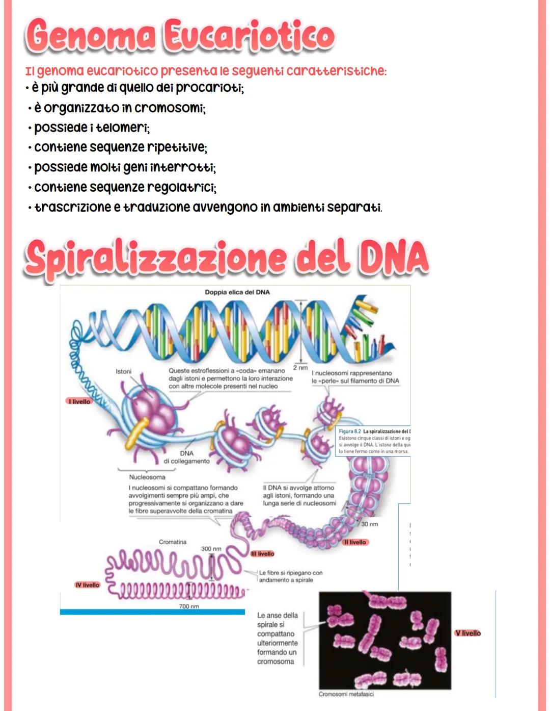 # REGOLAZIONE

# DELL'ESPRESSIONE

# GENICA

## Genoma eucariotico

@Genomica funzionale: sfrutta le informazioni di sequenza per identifica