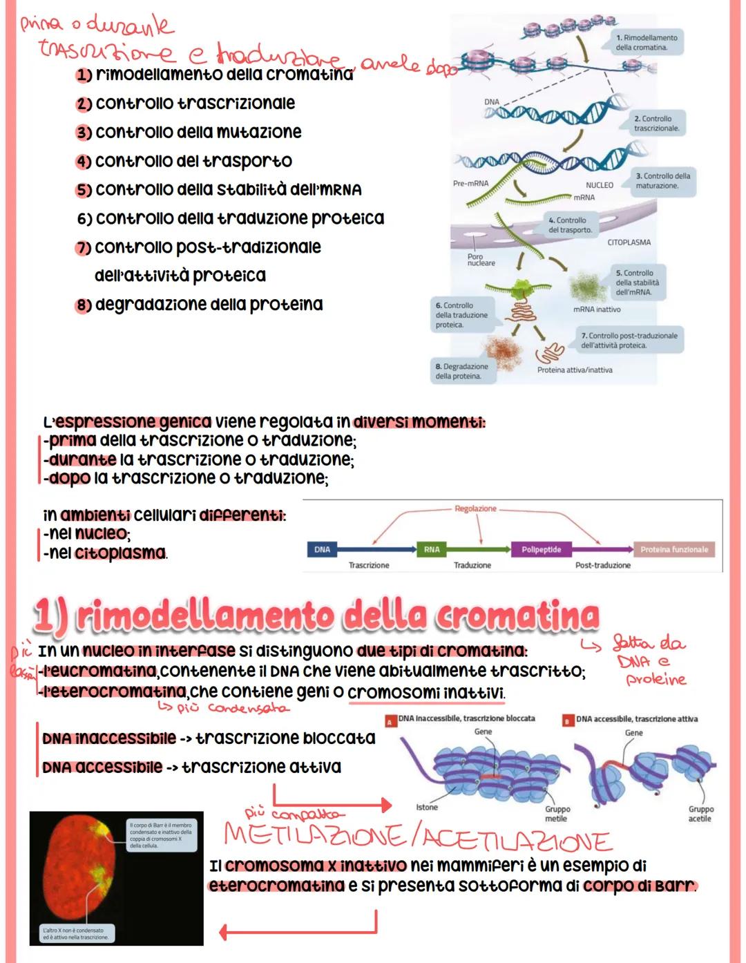 # REGOLAZIONE

# DELL'ESPRESSIONE

# GENICA

## Genoma eucariotico

@Genomica funzionale: sfrutta le informazioni di sequenza per identifica
