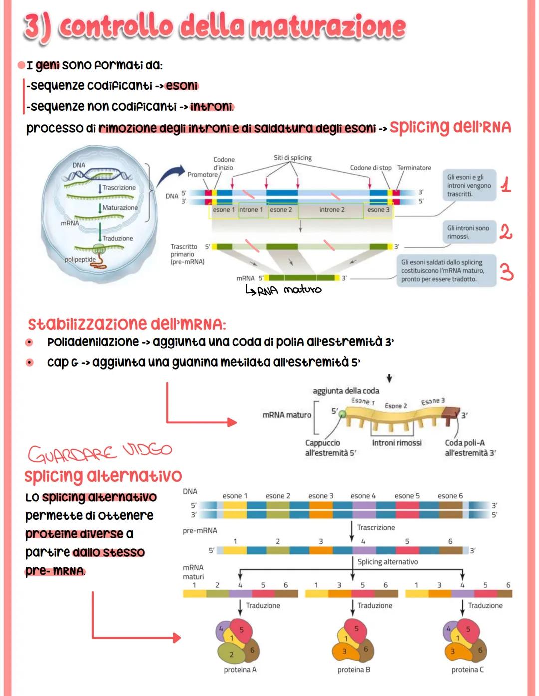 # REGOLAZIONE

# DELL'ESPRESSIONE

# GENICA

## Genoma eucariotico

@Genomica funzionale: sfrutta le informazioni di sequenza per identifica