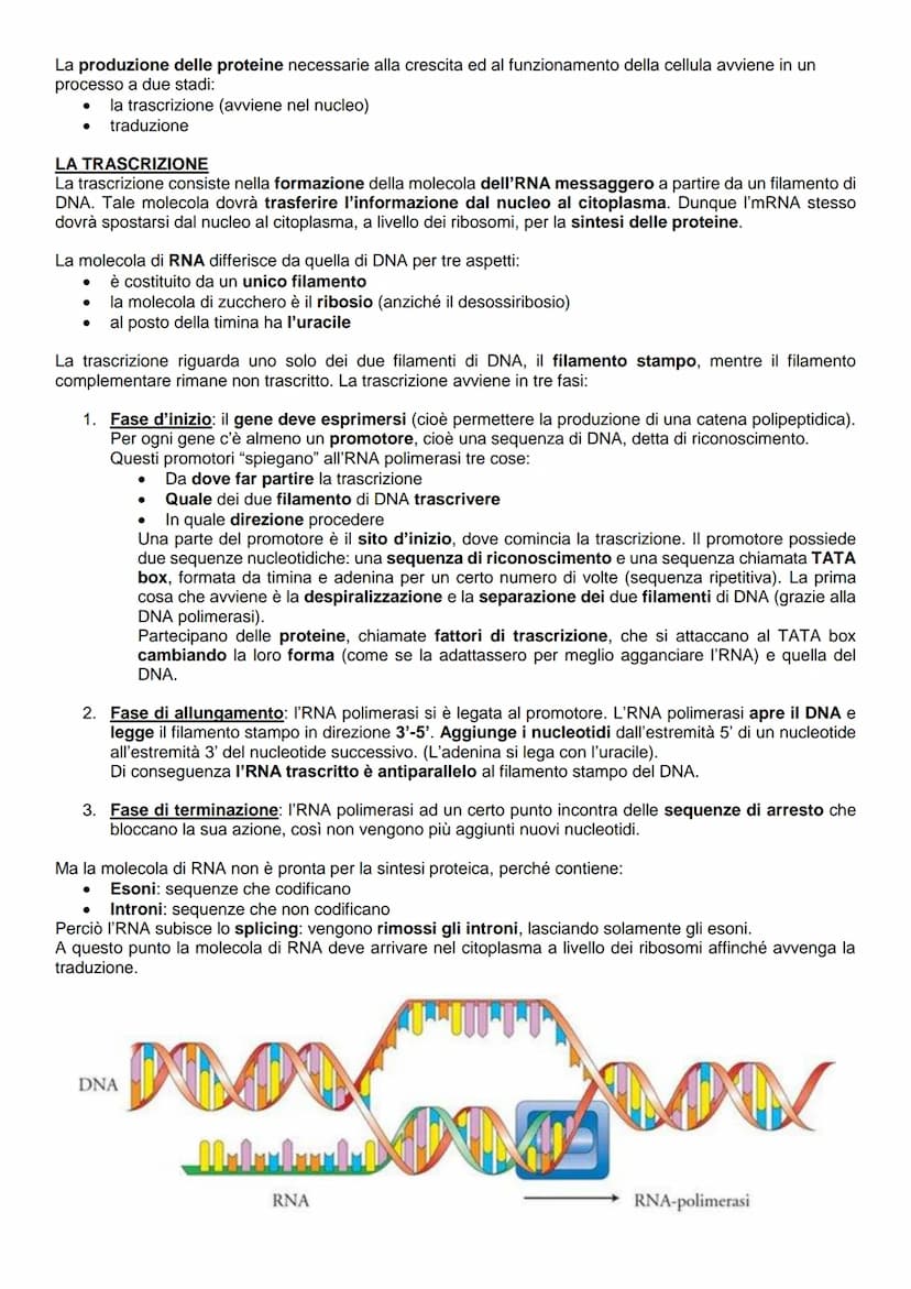 LE SCOPERTE
La struttura molecolare del DNA fu scoperta dall'inglese Rosalind Franklin utilizzando la cristallografia
a raggi X, un metodo d
