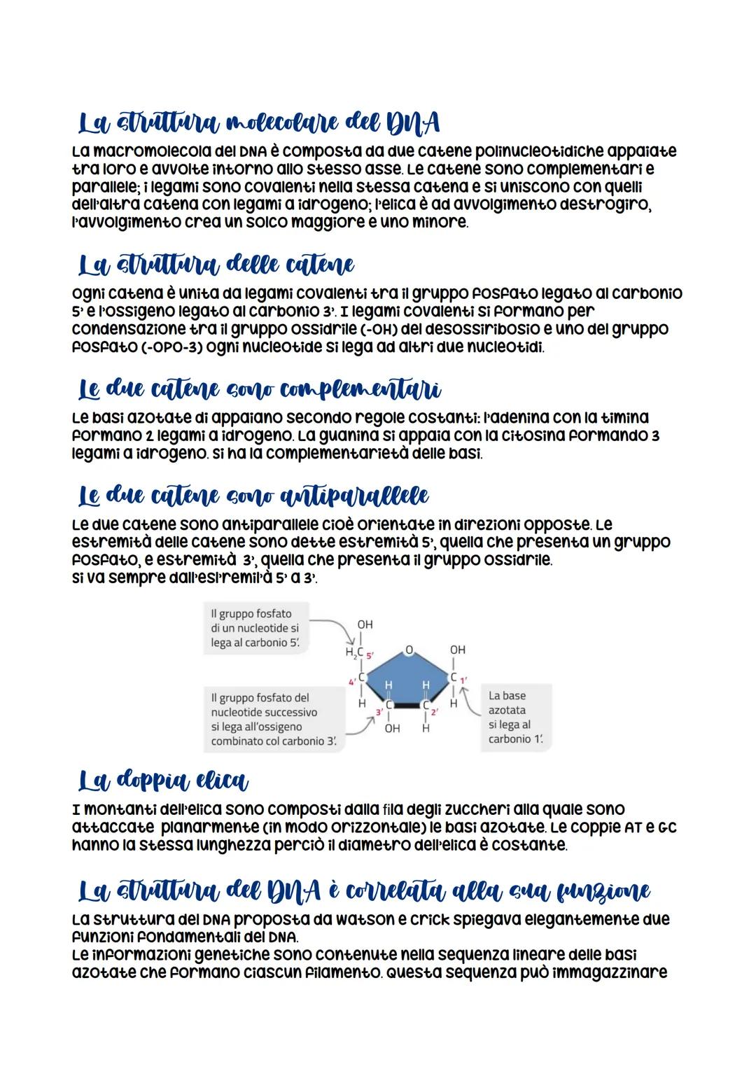 La struttura del DNA
La struttura del DNA
Gli Studi dei biofisici Franklin e wilkins, con la cristallografia a raggi x (per
vedere la strutt