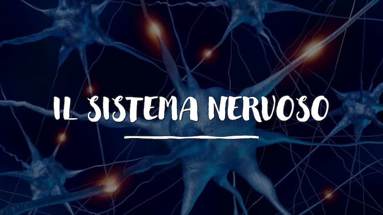 Know Il sistema nervoso  thumbnail