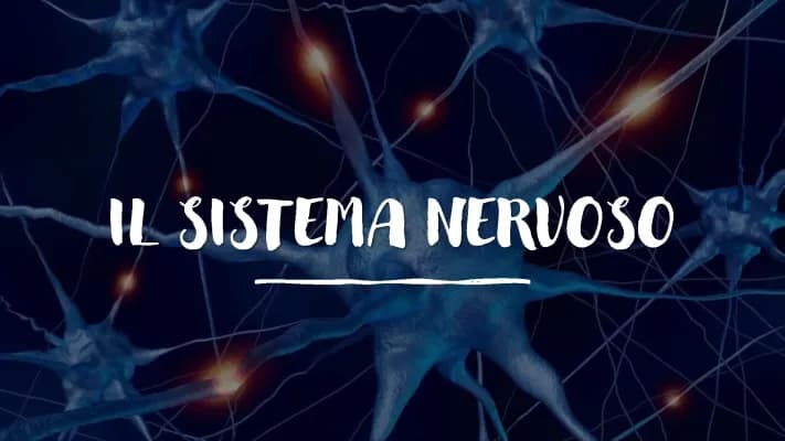 Know Il sistema nervoso  thumbnail