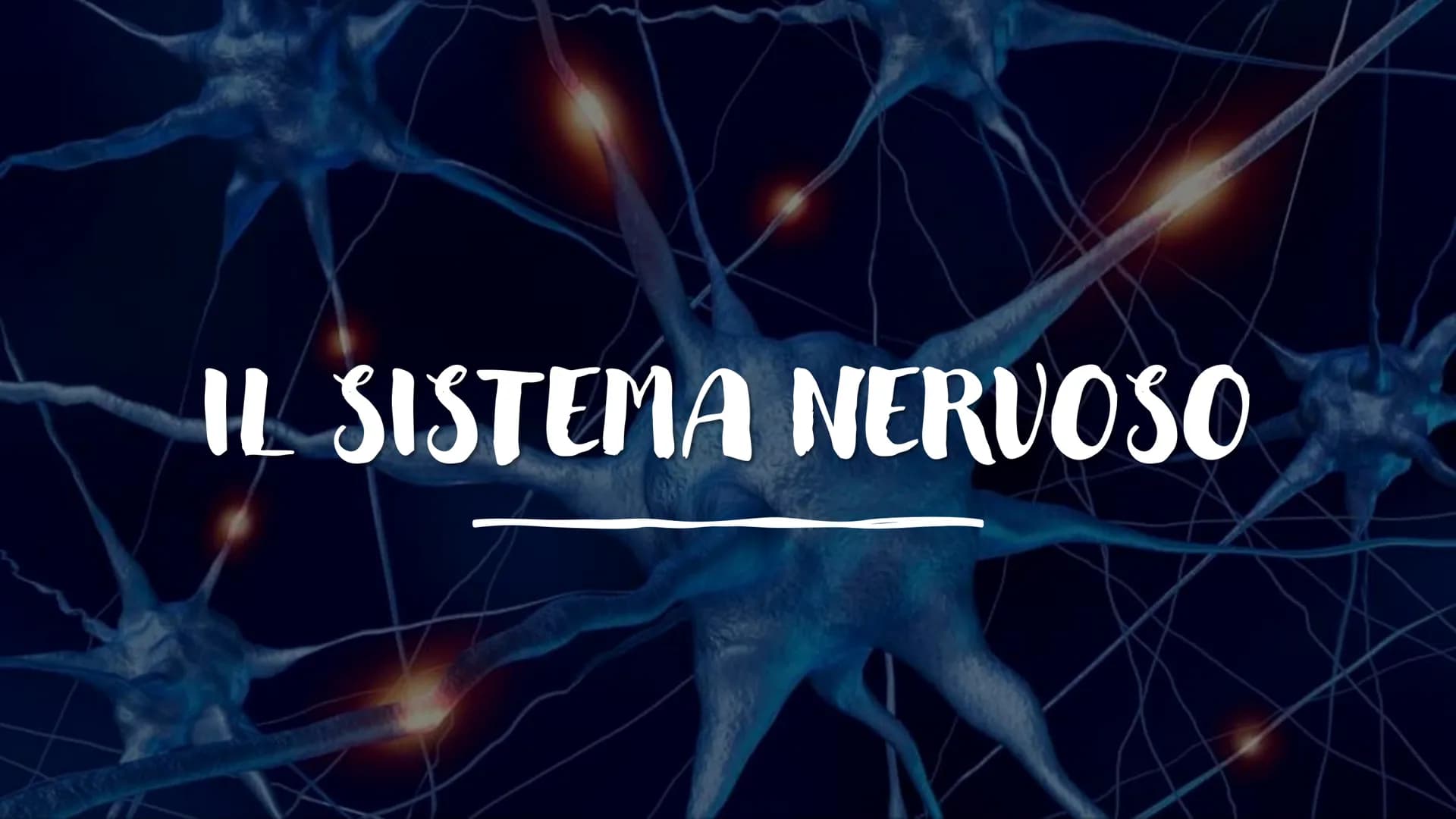 IL SISTEMA NERVOSO L'encefalo e il midollo
spinale costituiscono il
sistema nervoso centrale;
integrano ed elaborano le
informazioni che ric