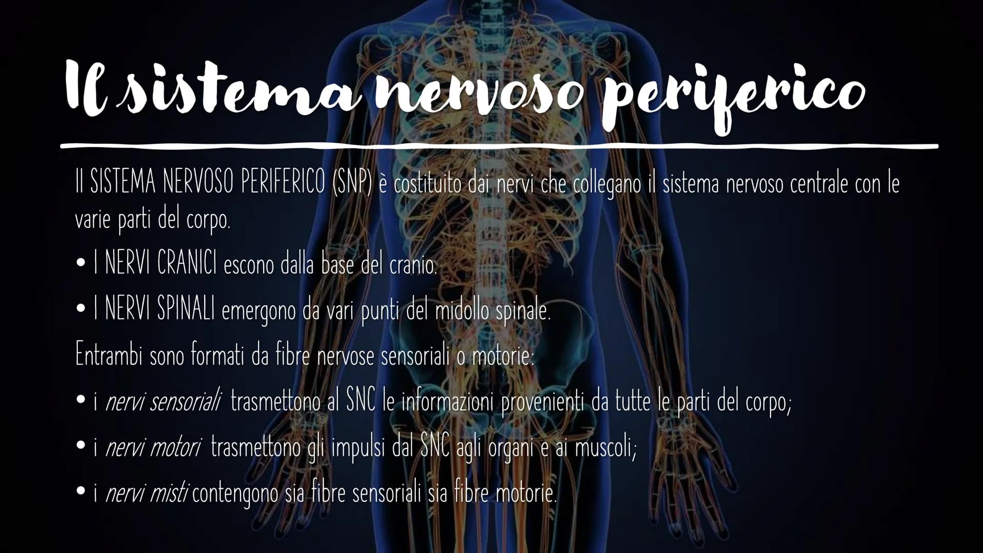 IL SISTEMA NERVOSO L'encefalo e il midollo
spinale costituiscono il
sistema nervoso centrale;
integrano ed elaborano le
informazioni che ric