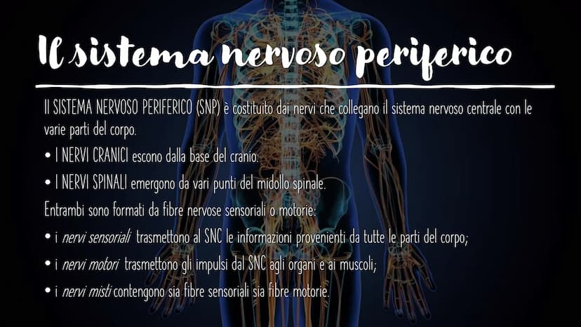 IL SISTEMA NERVOSO L'encefalo e il midollo
spinale costituiscono il
sistema nervoso centrale;
integrano ed elaborano le
informazioni che ric