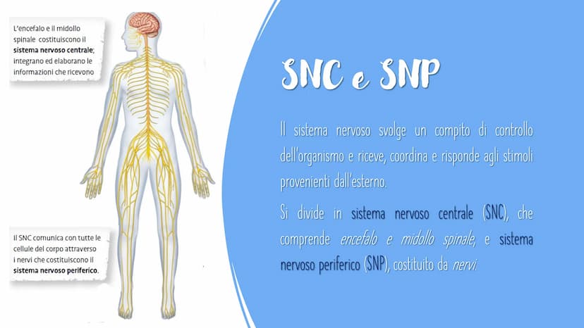 IL SISTEMA NERVOSO L'encefalo e il midollo
spinale costituiscono il
sistema nervoso centrale;
integrano ed elaborano le
informazioni che ric