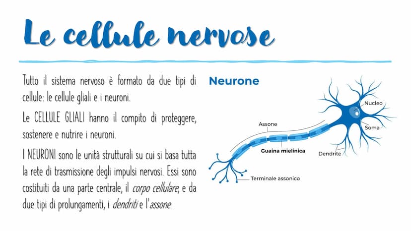 IL SISTEMA NERVOSO L'encefalo e il midollo
spinale costituiscono il
sistema nervoso centrale;
integrano ed elaborano le
informazioni che ric