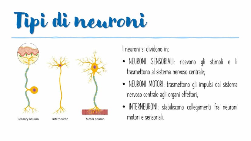 IL SISTEMA NERVOSO L'encefalo e il midollo
spinale costituiscono il
sistema nervoso centrale;
integrano ed elaborano le
informazioni che ric