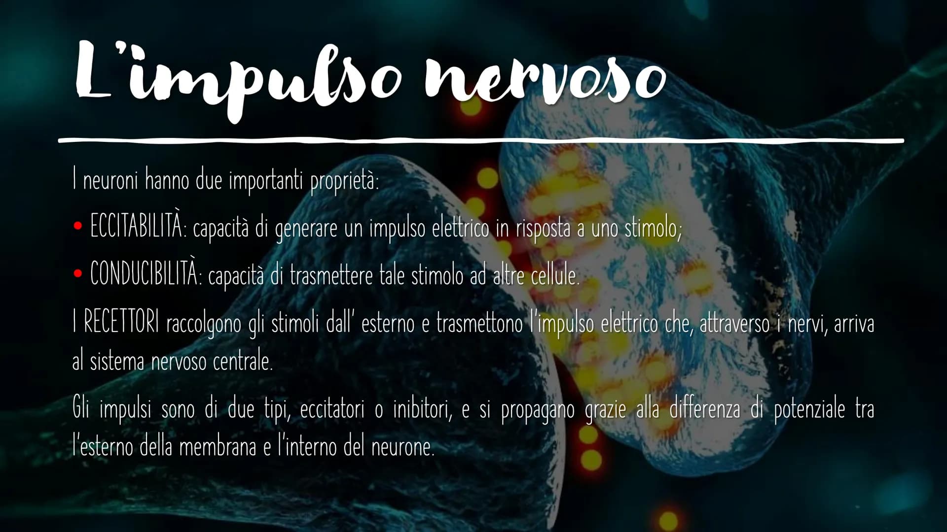 IL SISTEMA NERVOSO L'encefalo e il midollo
spinale costituiscono il
sistema nervoso centrale;
integrano ed elaborano le
informazioni che ric