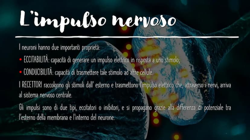 IL SISTEMA NERVOSO L'encefalo e il midollo
spinale costituiscono il
sistema nervoso centrale;
integrano ed elaborano le
informazioni che ric
