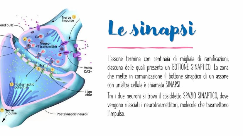 IL SISTEMA NERVOSO L'encefalo e il midollo
spinale costituiscono il
sistema nervoso centrale;
integrano ed elaborano le
informazioni che ric