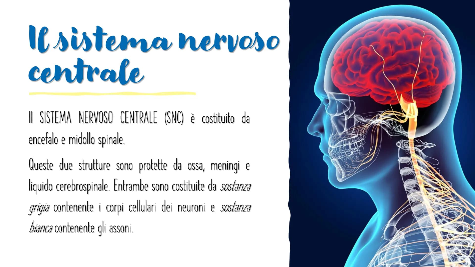 IL SISTEMA NERVOSO L'encefalo e il midollo
spinale costituiscono il
sistema nervoso centrale;
integrano ed elaborano le
informazioni che ric