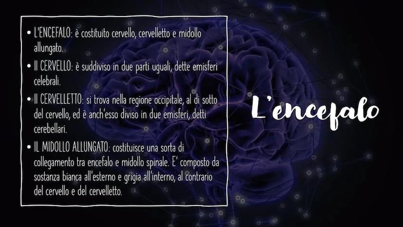 IL SISTEMA NERVOSO L'encefalo e il midollo
spinale costituiscono il
sistema nervoso centrale;
integrano ed elaborano le
informazioni che ric