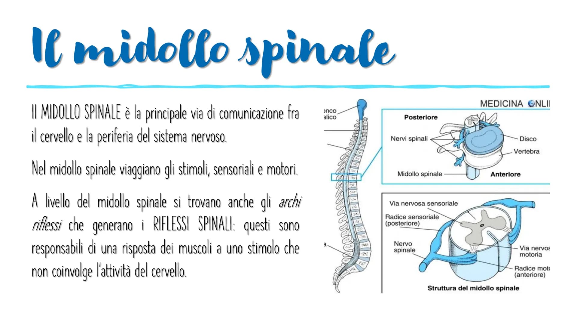 IL SISTEMA NERVOSO L'encefalo e il midollo
spinale costituiscono il
sistema nervoso centrale;
integrano ed elaborano le
informazioni che ric