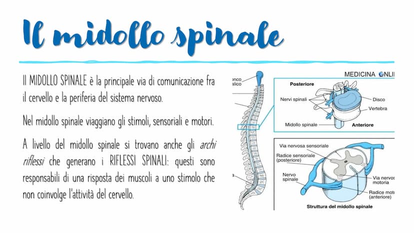 IL SISTEMA NERVOSO L'encefalo e il midollo
spinale costituiscono il
sistema nervoso centrale;
integrano ed elaborano le
informazioni che ric