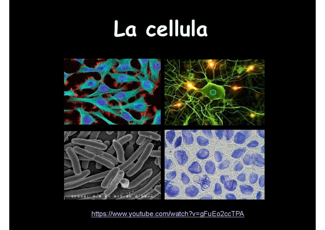 la cellula 