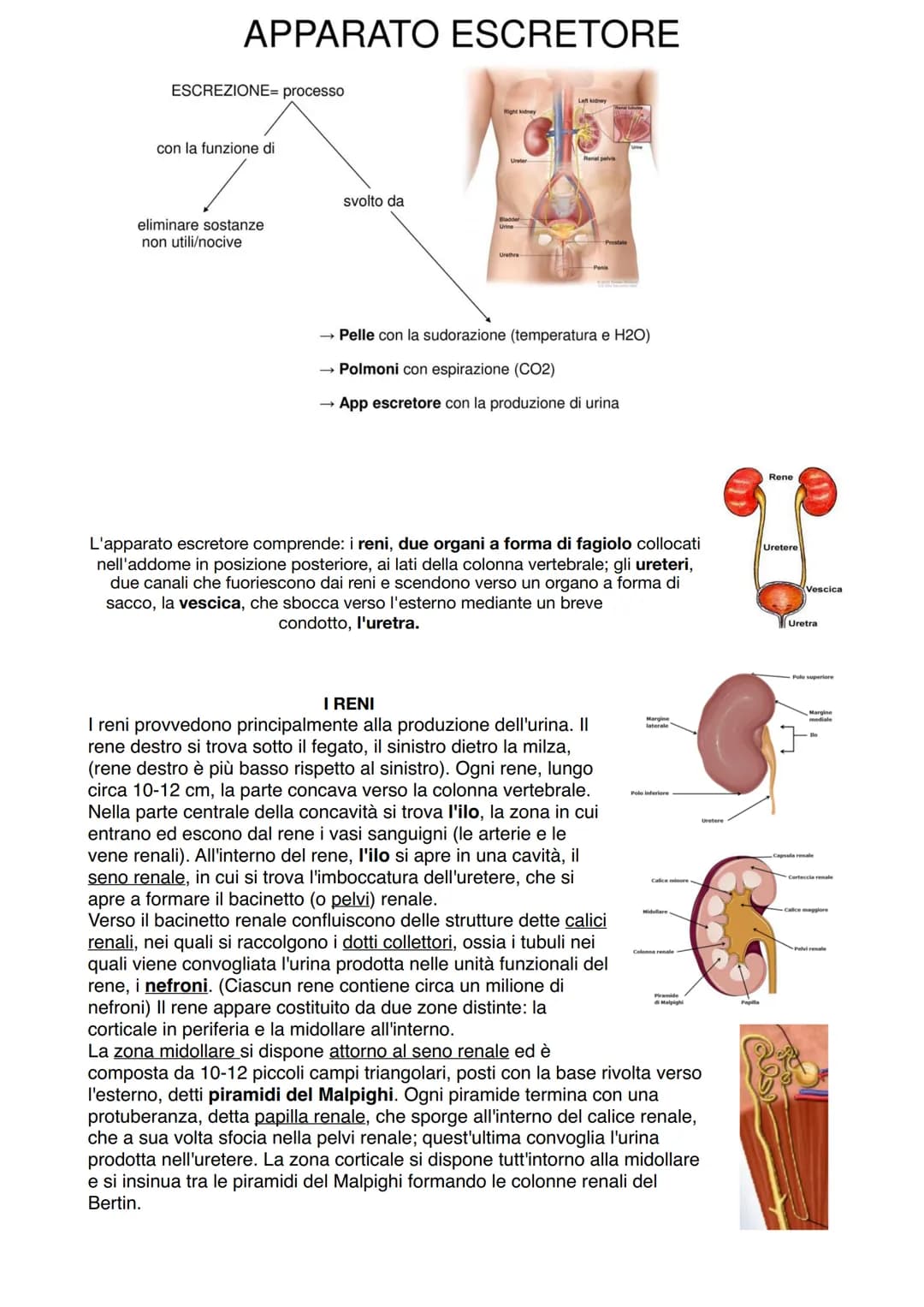 APPARATO ESCRETORE
ESCREZIONE= processo
con la funzione di
eliminare sostanze
non utili/nocive
svolto da
Right kidney
Ureter
Bladder
Urine
U