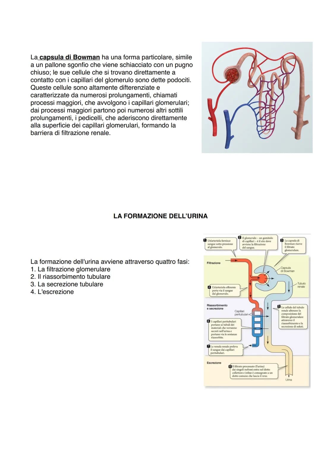 APPARATO ESCRETORE
ESCREZIONE= processo
con la funzione di
eliminare sostanze
non utili/nocive
svolto da
Right kidney
Ureter
Bladder
Urine
U