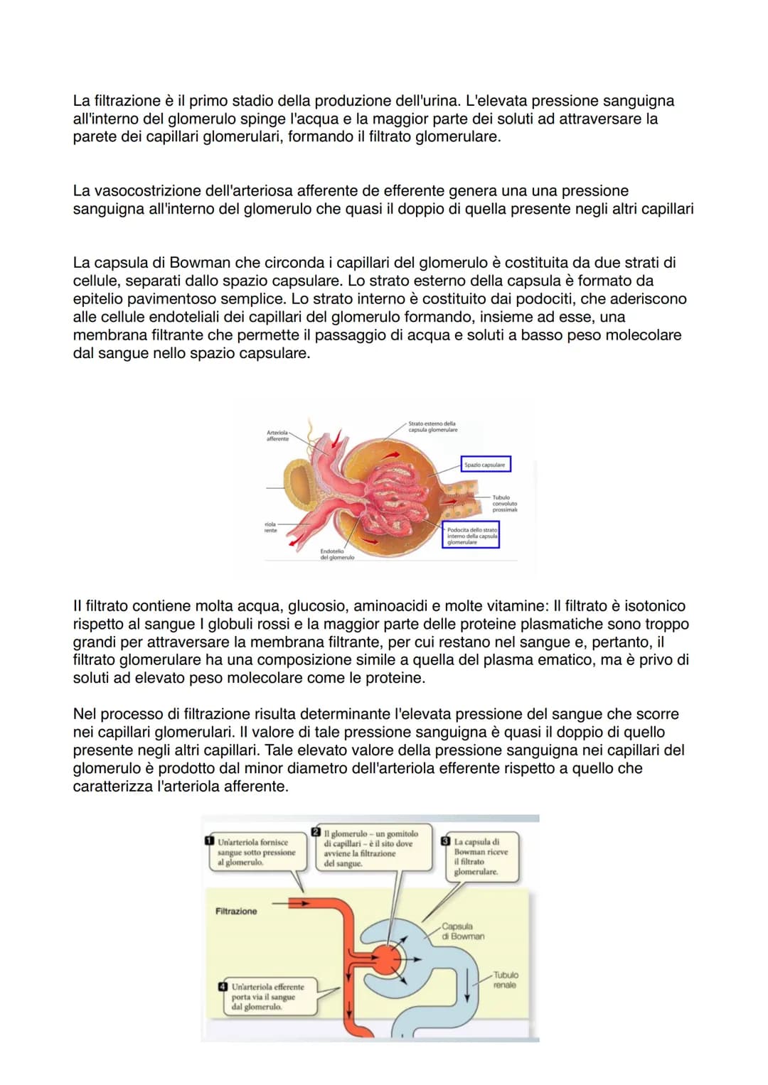 APPARATO ESCRETORE
ESCREZIONE= processo
con la funzione di
eliminare sostanze
non utili/nocive
svolto da
Right kidney
Ureter
Bladder
Urine
U