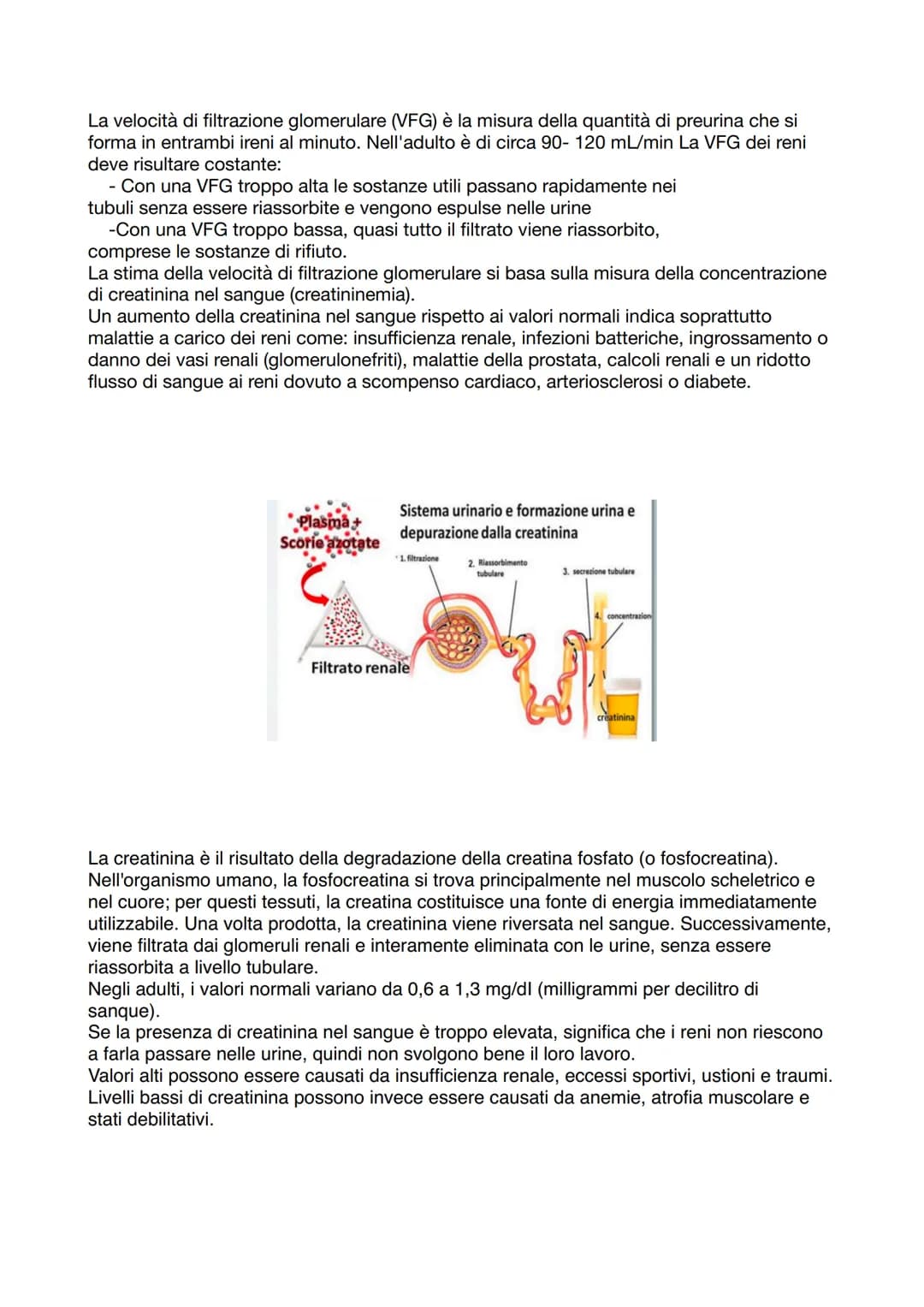 APPARATO ESCRETORE
ESCREZIONE= processo
con la funzione di
eliminare sostanze
non utili/nocive
svolto da
Right kidney
Ureter
Bladder
Urine
U
