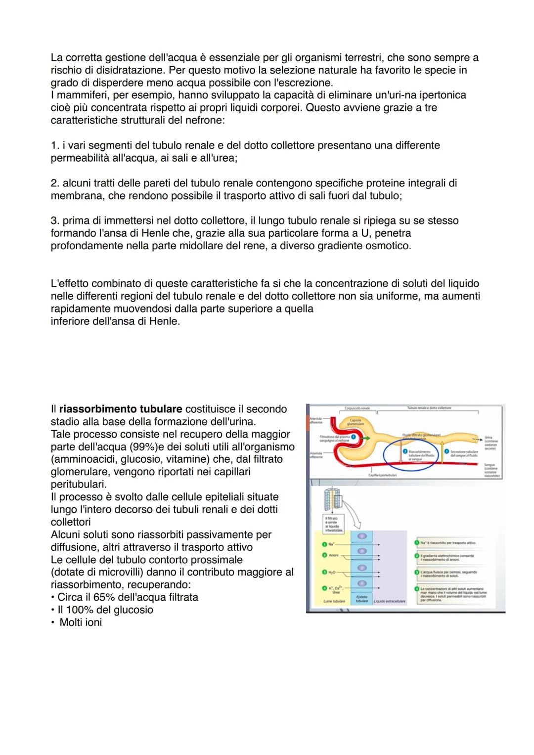 APPARATO ESCRETORE
ESCREZIONE= processo
con la funzione di
eliminare sostanze
non utili/nocive
svolto da
Right kidney
Ureter
Bladder
Urine
U