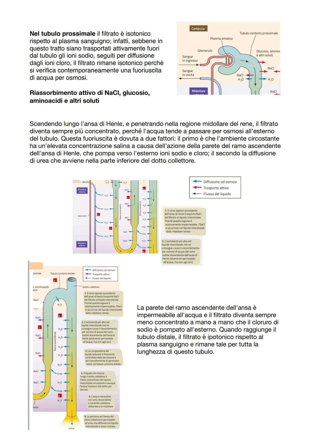 APPARATO ESCRETORE
ESCREZIONE= processo
con la funzione di
eliminare sostanze
non utili/nocive
svolto da
Right kidney
Ureter
Bladder
Urine
U
