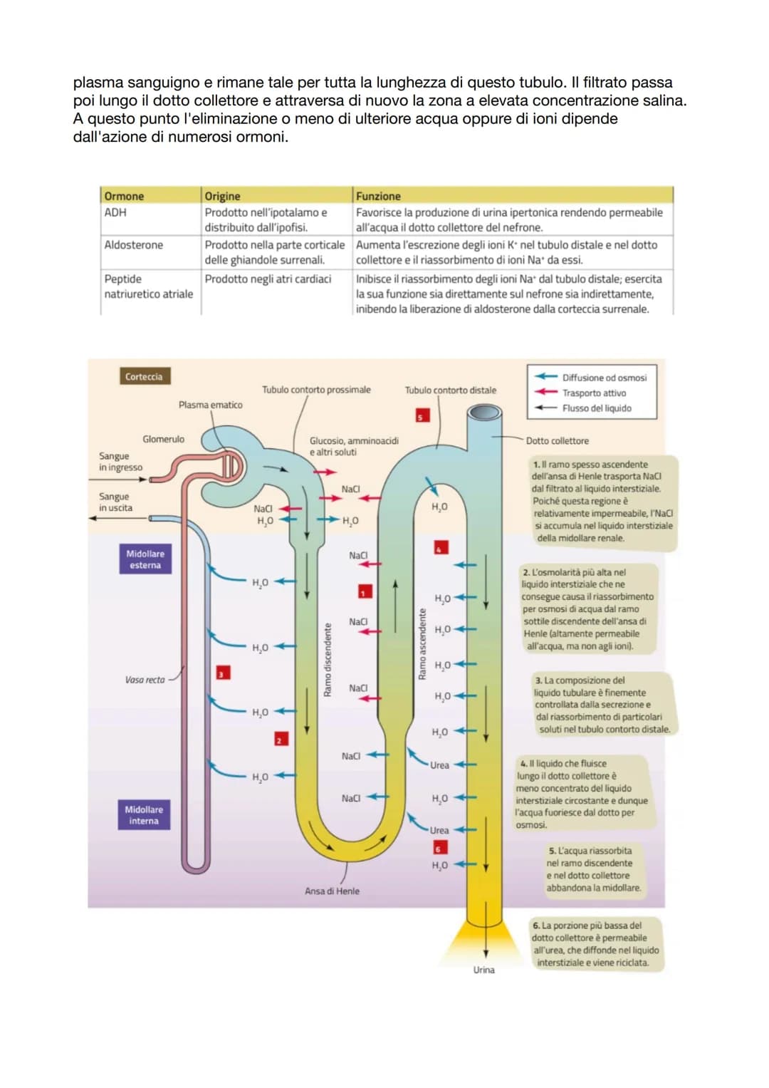 APPARATO ESCRETORE
ESCREZIONE= processo
con la funzione di
eliminare sostanze
non utili/nocive
svolto da
Right kidney
Ureter
Bladder
Urine
U