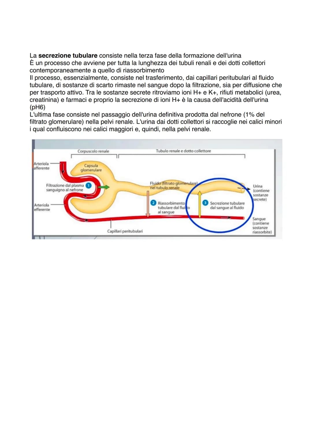 APPARATO ESCRETORE
ESCREZIONE= processo
con la funzione di
eliminare sostanze
non utili/nocive
svolto da
Right kidney
Ureter
Bladder
Urine
U