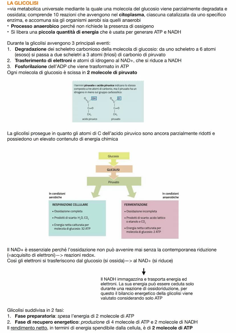 I CARBOIDRATI
=composti biologici contenenti carbonio, idrogeno e ossigeno caratterizzati da gruppi ossidrili -OH;
comprendono monosaccaridi