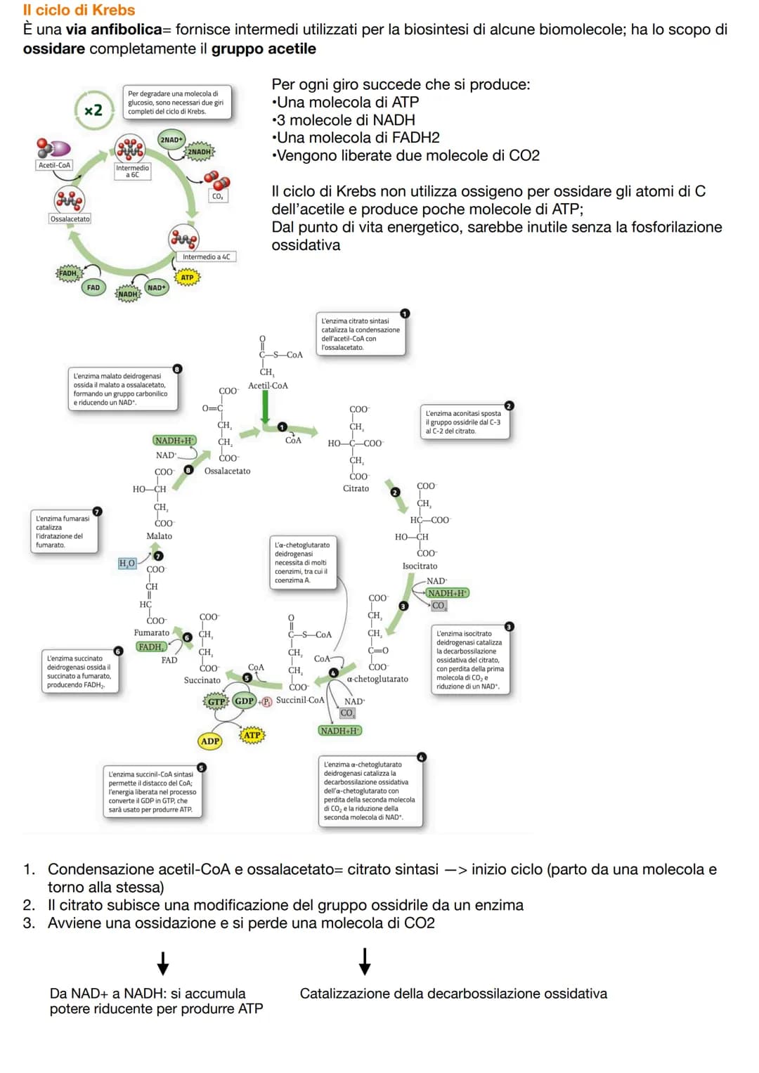 I CARBOIDRATI
=composti biologici contenenti carbonio, idrogeno e ossigeno caratterizzati da gruppi ossidrili -OH;
comprendono monosaccaridi
