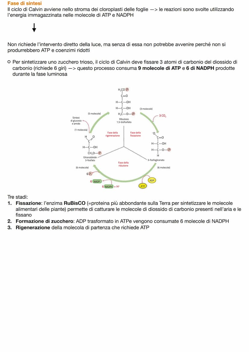 I CARBOIDRATI
=composti biologici contenenti carbonio, idrogeno e ossigeno caratterizzati da gruppi ossidrili -OH;
comprendono monosaccaridi