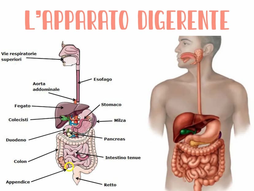 L'APPARATO DIGERENTE
Vie respiratorie
superiori
Fegato
Colecisti
Duodeno
Colon
Appendice
Aorta
addominale
الی
Esofago
Stomaco
Milza
Pancreas