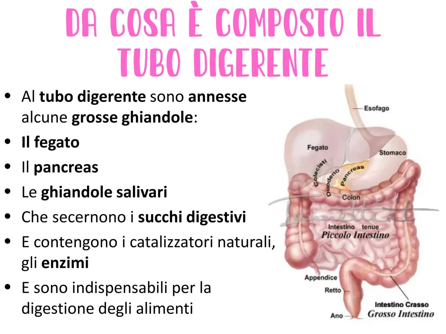 L'APPARATO DIGERENTE
Vie respiratorie
superiori
Fegato
Colecisti
Duodeno
Colon
Appendice
Aorta
addominale
الی
Esofago
Stomaco
Milza
Pancreas