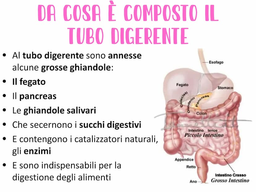 L'APPARATO DIGERENTE
Vie respiratorie
superiori
Fegato
Colecisti
Duodeno
Colon
Appendice
Aorta
addominale
الی
Esofago
Stomaco
Milza
Pancreas