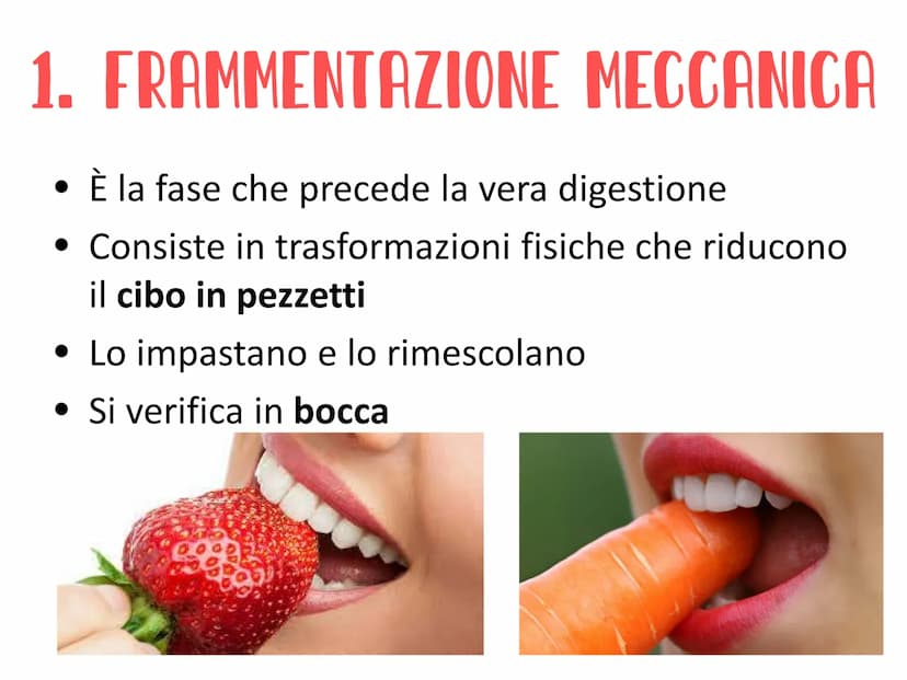 L'APPARATO DIGERENTE
Vie respiratorie
superiori
Fegato
Colecisti
Duodeno
Colon
Appendice
Aorta
addominale
الی
Esofago
Stomaco
Milza
Pancreas