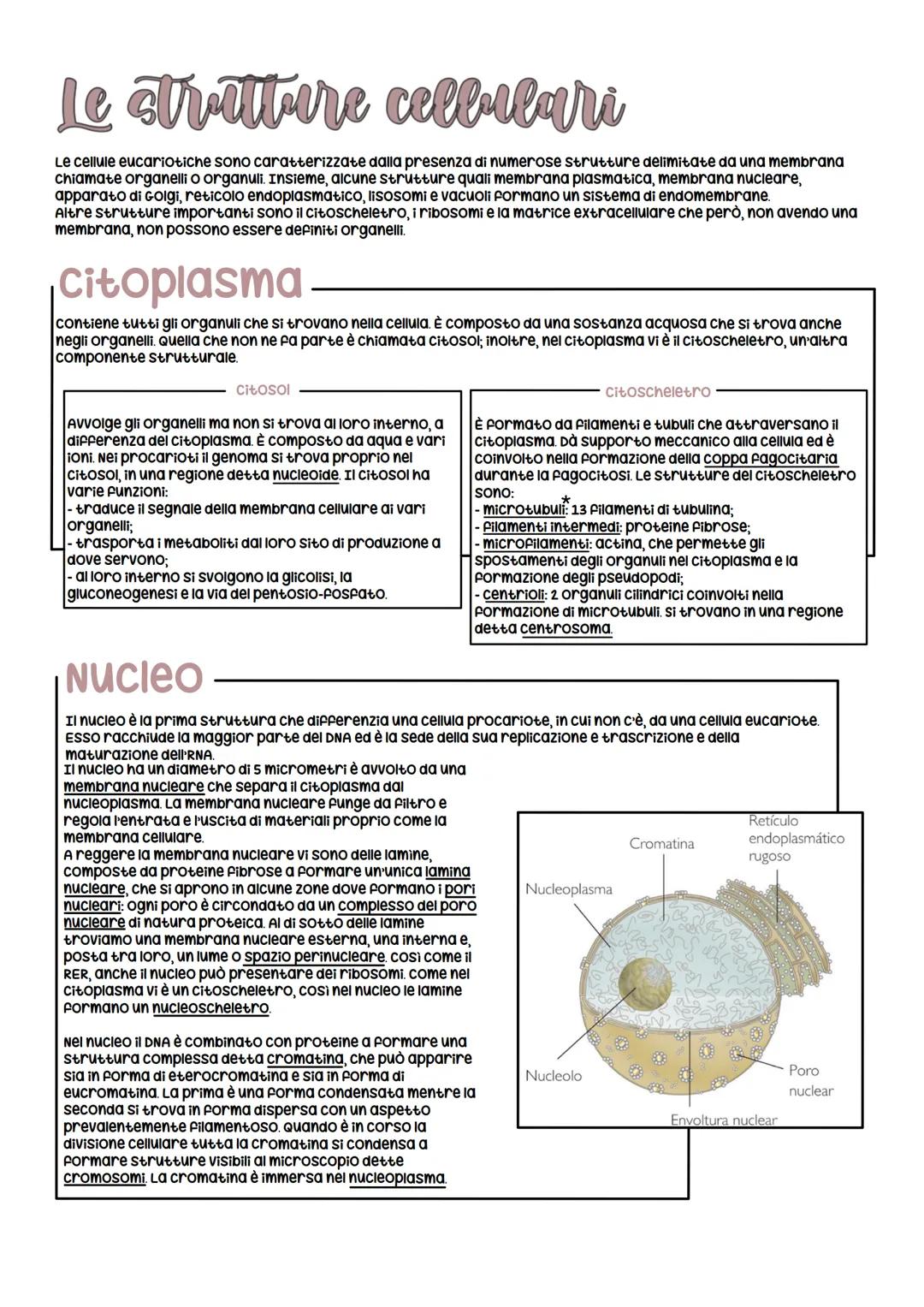 Le strutture cellulari
Le cellule eucariotiche sono caratterizzate dalla presenza di numerose strutture delimitate da una membrana
chiamate 