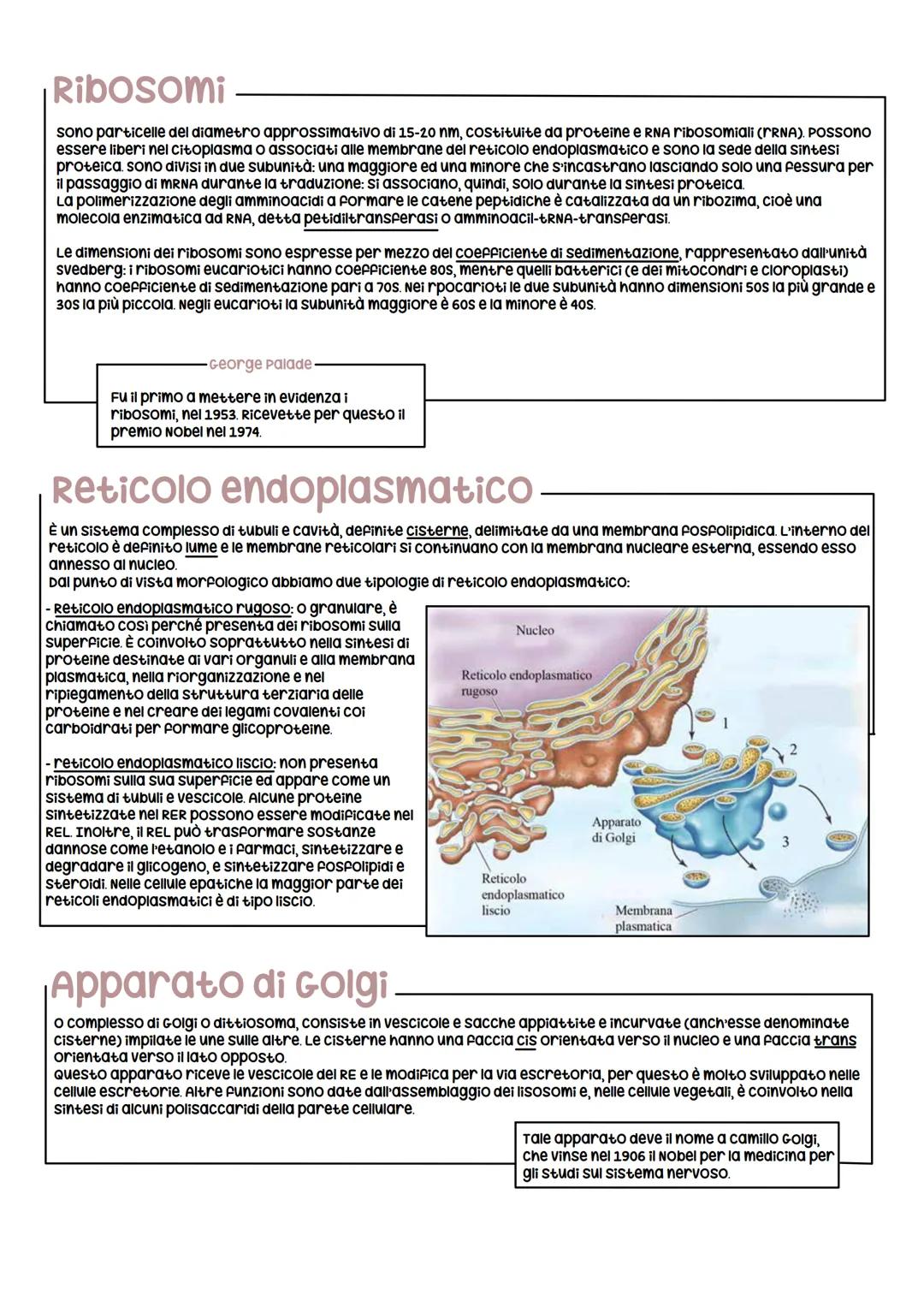 Le strutture cellulari
Le cellule eucariotiche sono caratterizzate dalla presenza di numerose strutture delimitate da una membrana
chiamate 