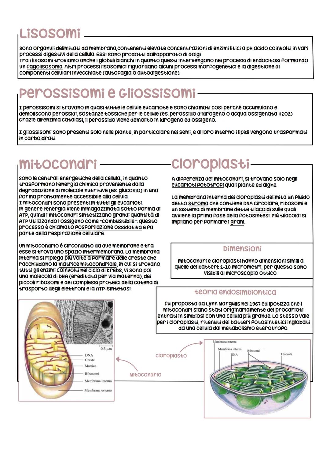 Le strutture cellulari
Le cellule eucariotiche sono caratterizzate dalla presenza di numerose strutture delimitate da una membrana
chiamate 