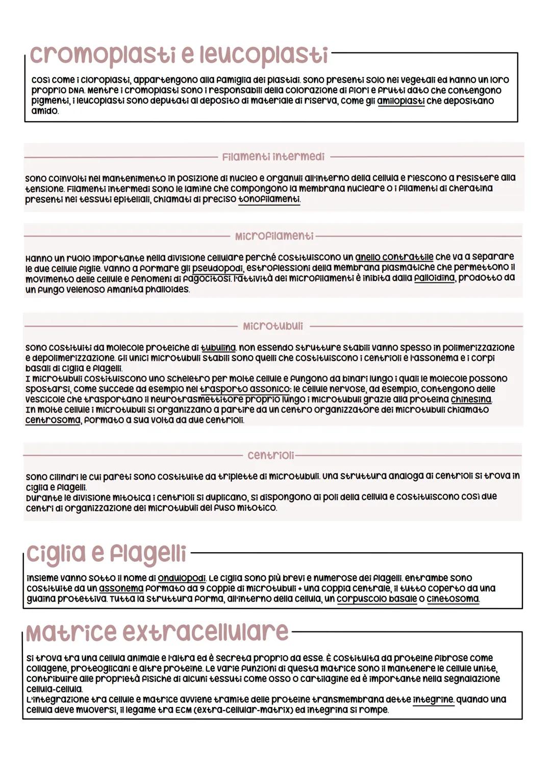 Le strutture cellulari
Le cellule eucariotiche sono caratterizzate dalla presenza di numerose strutture delimitate da una membrana
chiamate 