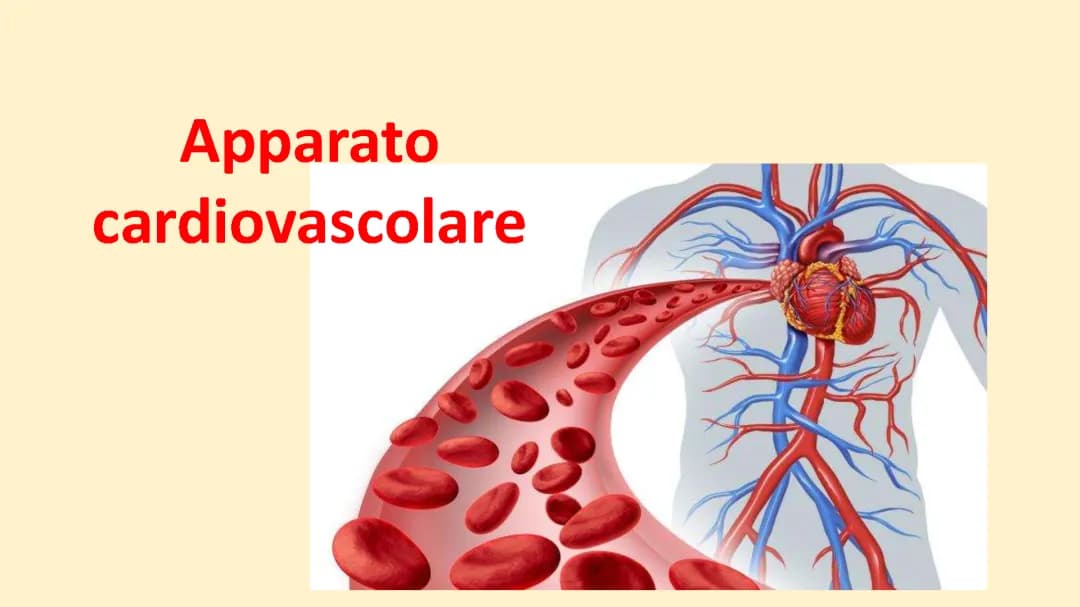 Apparato circolatorio