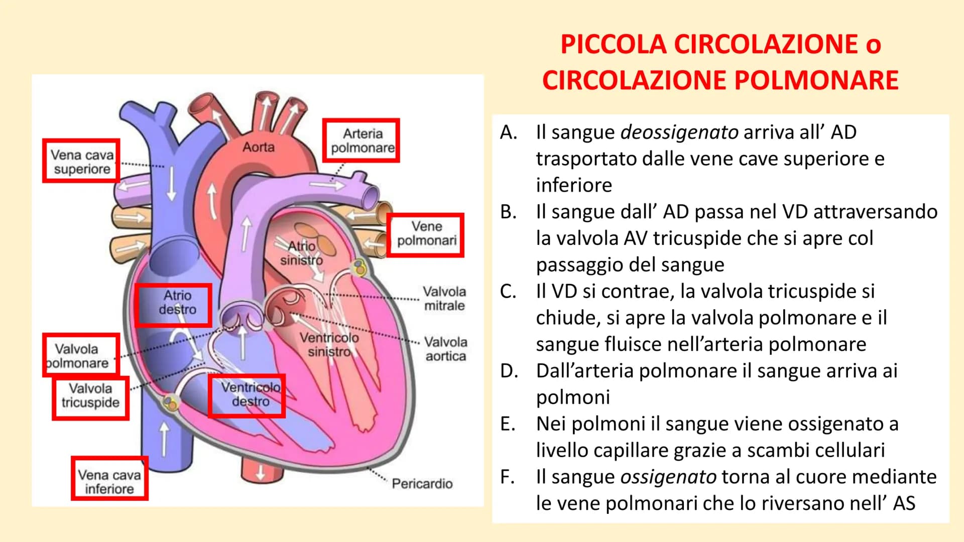 Apparato
cardiovascolare FUNZIONI
Trasporto di nutrienti, acqua
Trasporto di gas respiratori
Trasporto di sostanze di rifiuto
Trasporto di o