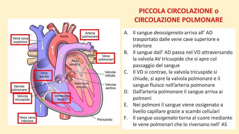 Apparato
cardiovascolare FUNZIONI
Trasporto di nutrienti, acqua
Trasporto di gas respiratori
Trasporto di sostanze di rifiuto
Trasporto di o
