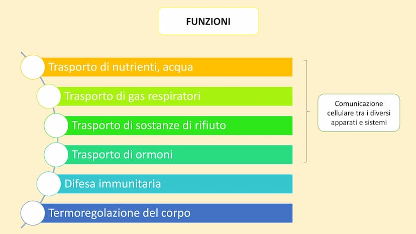 Apparato
cardiovascolare FUNZIONI
Trasporto di nutrienti, acqua
Trasporto di gas respiratori
Trasporto di sostanze di rifiuto
Trasporto di o