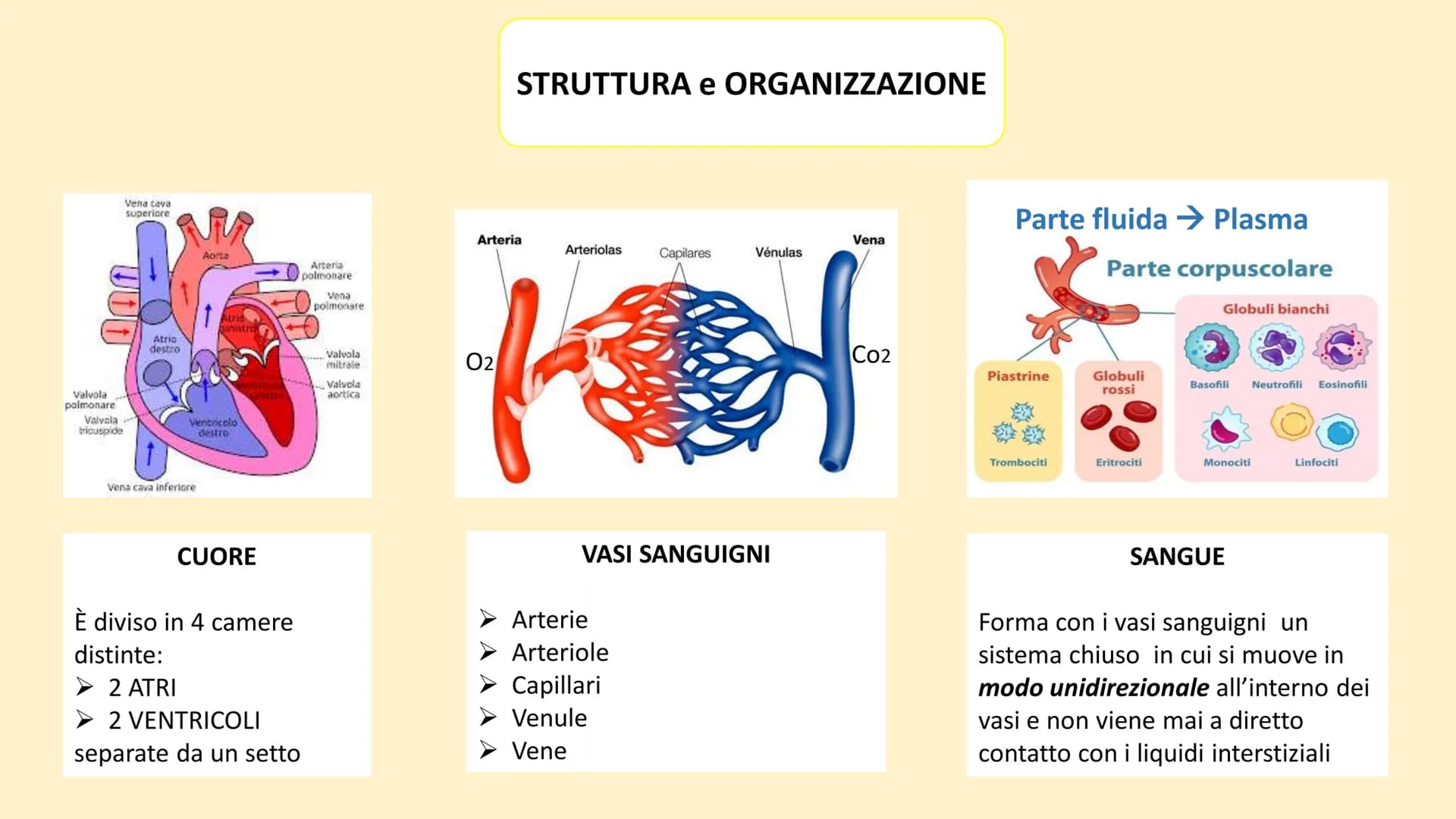 Apparato
cardiovascolare FUNZIONI
Trasporto di nutrienti, acqua
Trasporto di gas respiratori
Trasporto di sostanze di rifiuto
Trasporto di o