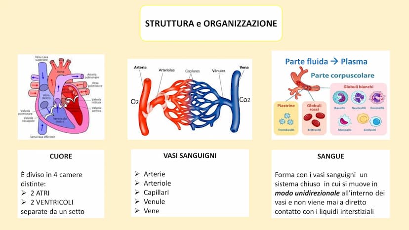 Apparato
cardiovascolare FUNZIONI
Trasporto di nutrienti, acqua
Trasporto di gas respiratori
Trasporto di sostanze di rifiuto
Trasporto di o