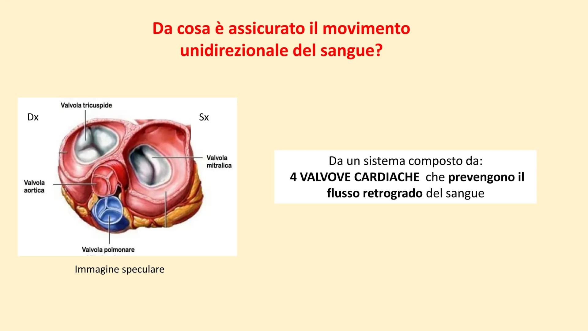 Apparato
cardiovascolare FUNZIONI
Trasporto di nutrienti, acqua
Trasporto di gas respiratori
Trasporto di sostanze di rifiuto
Trasporto di o